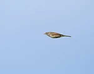 Dunnock Bird Drucke: Dunnock;Prunella modularis