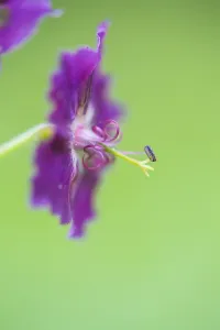 Spring Garden Plants Drucke: Dusky Crane's-bill, Geranium phaeum