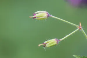 Spring Garden Drucke: Dusky Crane's-bill, Geranium phaeum