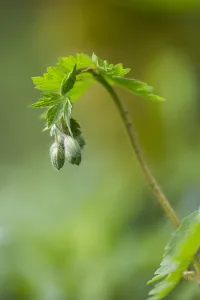 Spring Garden Plants Drucke: Dusky Crane's-bill, Geranium phaeum
