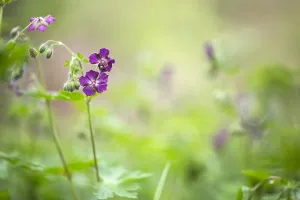 Dutch Spring Blooms Drucke: Dusky Crane's-bill, Geranium phaeum
