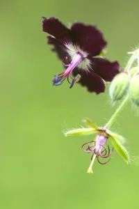 Spring Garden Flowers Drucke: Dusky Crane's-bill, Geranium phaeum