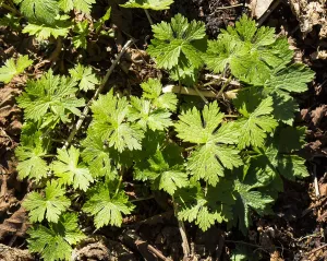 Spring Blossom Drucke: Dusky Crane's-bill, Geranium phaeum