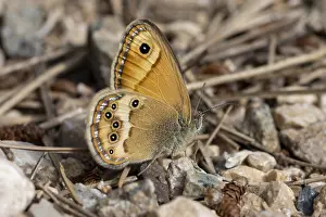 Dusky Heath Coenonympha dorus