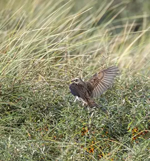 Dusky Thrush, Turdus eunomus