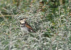 European Nature Reserve Birds Drucke: Dusky Thrush, Turdus eunomus