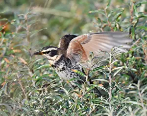 Dusky Thrush, Turdus eunomus