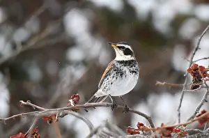 Japanese Nature Photography Drucke: Dusky Thrush, Turdus eunomus