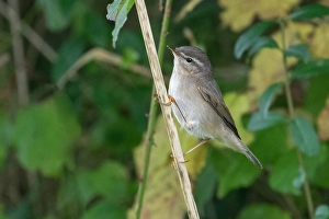 European Migratory Birds Drucke: Dusky Warbler, Phylloscopus fuscatus