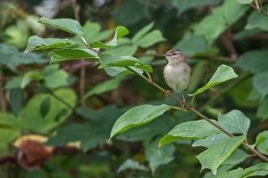 Oktober Drucke: Dusky Warbler, Phylloscopus fuscatus