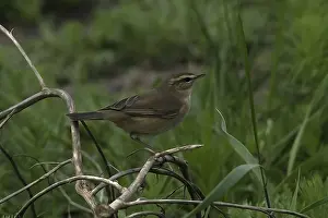 Green Background Bird Photos Drucke: Dusky Warbler, Phylloscopus fuscatus