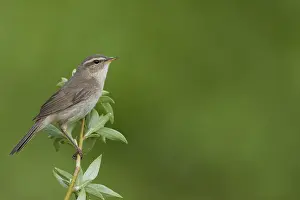 Nature Photography Wildlife Drucke: Dusky Warbler, Phylloscopus fuscatus