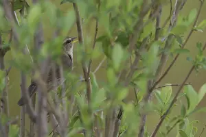 Outdoor Animal Pictures Drucke: Dusky Warbler, Phylloscopus fuscatus