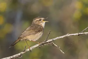 Outdoor Animal Pictures Drucke: Dusky Warbler, Phylloscopus fuscatus fuscatus