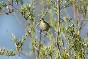 Wildlife Nature Photos Drucke: Dusky Warbler, Phylloscopus fuscatus fuscatus