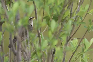 Wildlife In Russia Drucke: Dusky Warbler, Phylloscopus fuscatus fuscatus