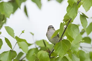 Wild Animal Photography Nature Drucke: Dusky Warbler, Phylloscopus fuscatus fuscatus