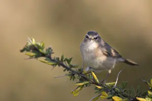 Avian Wildlife Images Drucke: Dusky Warbler, Phylloscopus fuscatus fuscatus
