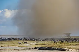 Tanzania National Park Drucke: A Dust Devil hits migrating Burchell's Zebra