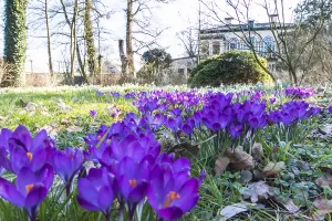 Crocus Vernus Drucke: Dutch Crocus, Spring Crocus, Crocus vernus