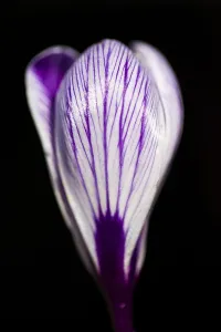 White Spring Blossom Drucke: Dutch Crocus, Spring Crocus, Crocus vernus
