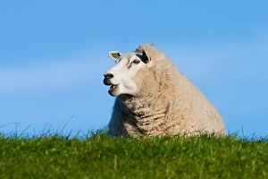 European Mammal Images Drucke: Dutch Sheep