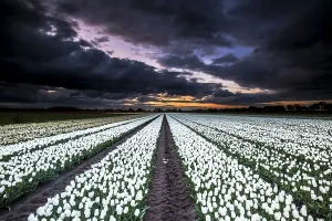 Dutch Tulip Fields Drucke: Dutch tulip fields