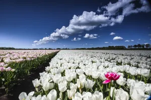 Dutch Tulip Fields Drucke: Dutch tulip fields