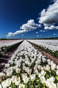 Dutch Tulip Fields Drucke: Dutch tulip fields