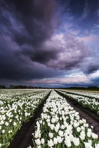 Dutch Tulip Fields Drucke: Dutch tulip fields