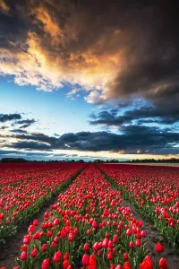 Tulip Fields Holland Drucke: Dutch tulip fields