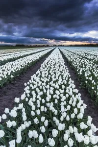 Dutch Tulip Fields Drucke: Dutch tulip fields