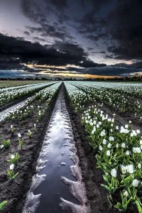 Dutch Tulip Fields Drucke: Dutch tulip fields