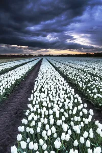 Dutch Tulip Fields Drucke: Dutch tulip fields