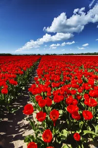 Dutch Tulip Fields Drucke: Dutch tulip fields
