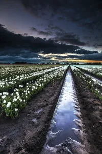Dutch Tulip Fields Drucke: Dutch tulip fields