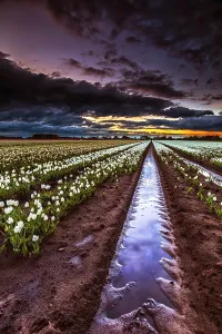 Dutch Tulip Fields Drucke: Dutch tulip fields