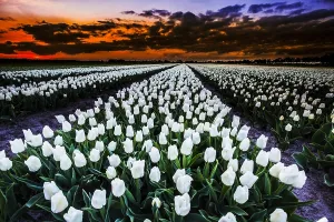 Tulip Fields Holland Drucke: Dutch tulips