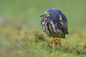 Bilder vom 23. Januar 2018: Dwarf-Bittern, Ixobrychus sturmii