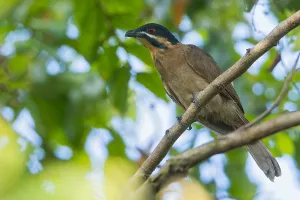 Island Nature Photography Drucke: Dwarf Koel, Microdynamis parva