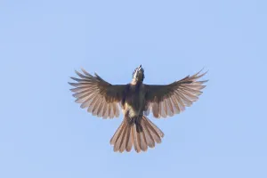 Oceania Nature Photography Drucke: Dwarf Koel, Microdynamis parva