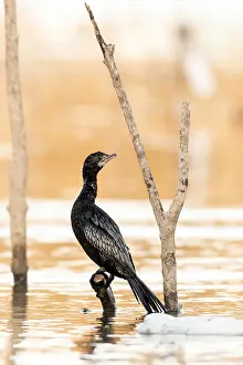 Water Bird Greece Drucke: Dwergaalscholver, Pygmy Cormorant, Phalacrocorax pygmeus
