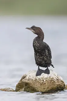 European Waterbirds Drucke: Dwergaalscholver, Pygmy Cormorant, Microcarbo pygmaeus