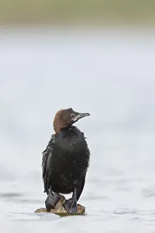 European Waterbird Species Drucke: Dwergaalscholver, Pygmy Cormorant, Microcarbo pygmaeus