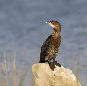 Gerahmter Druck : Dwergaalscholver, Pygmy Cormorant, Microcarbo pygmaeus Gerahmter Druck : Dwergaalscholver, Pygmy Cormorant, Microcarbo pygmaeus
