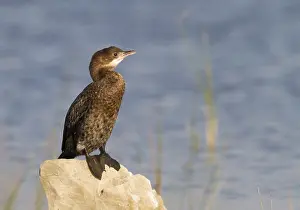 Gerahmter Druck : Dwergaalscholver, Pygmiensturmvogel, Microcarbo pygmaeus
