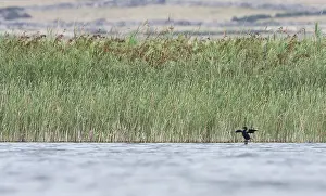 Gerahmter Druck : Dwergaalscholver, Zwergscharbe, Microcarbo pygmaeus Gerahmter Druck : Dwergaalscholver, Zwergscharbe, Microcarbo pygmaeus