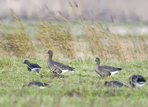 Waterfowl In Nature Drucke: Dwerggans, Lesser White-fronted Goose, Anser erythropus