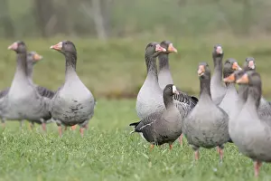 Vulnerable Bird Species Drucke: Dwerggans, Lesser White-fronted Goose, Anser erythropus