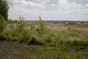 Dutch Nature Reserve Drucke: Dwingelderveld, Drenthe